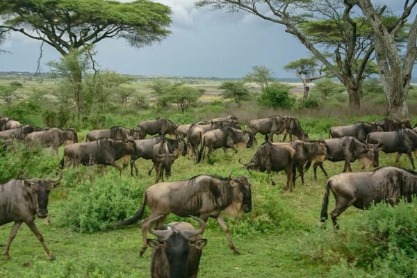 Tanzania Safari Escape