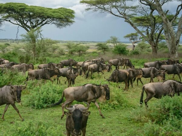 Tanzania Safari Escape